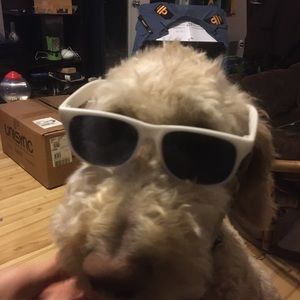 Meet your Posher, Annie